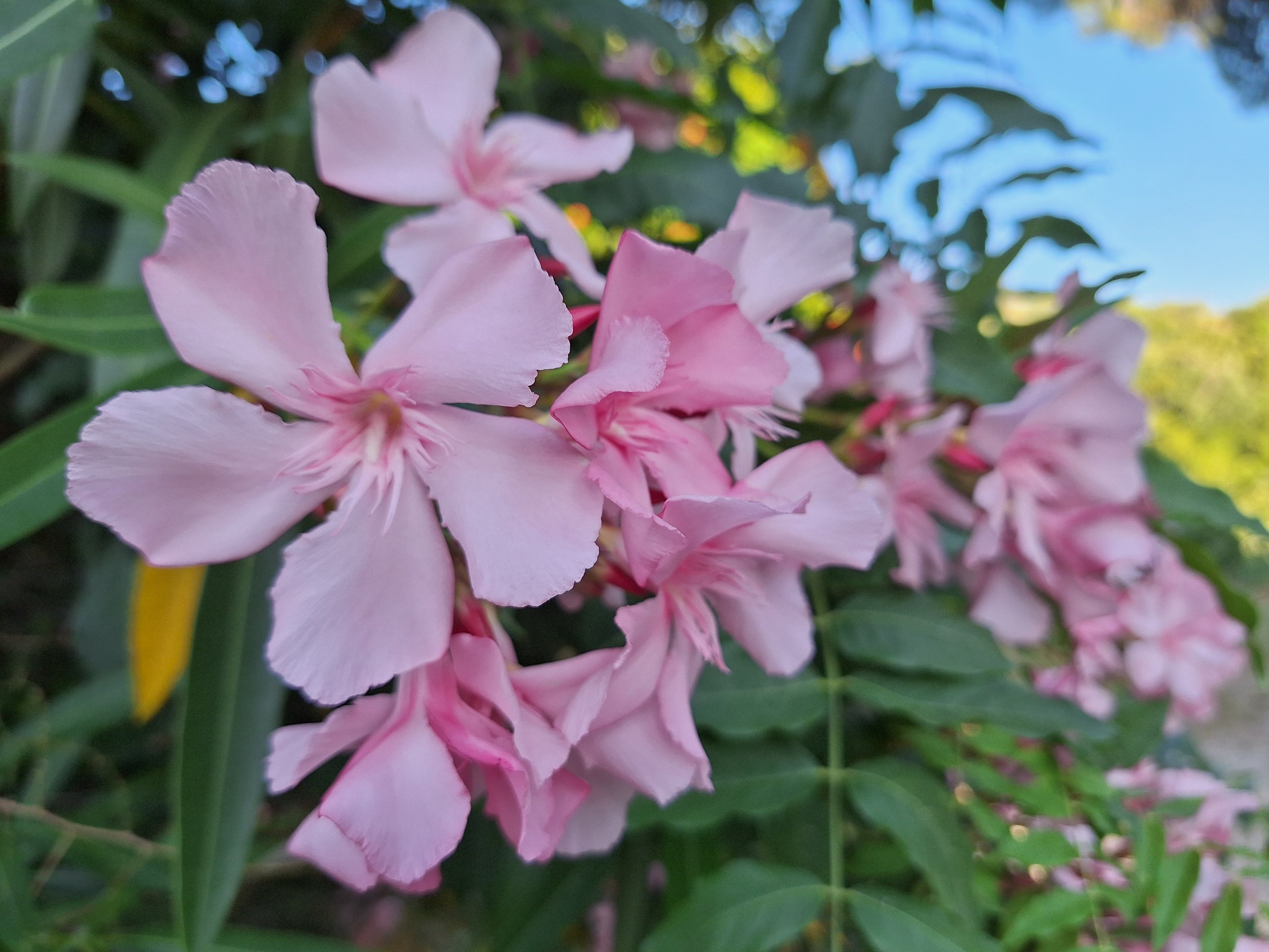 Blume