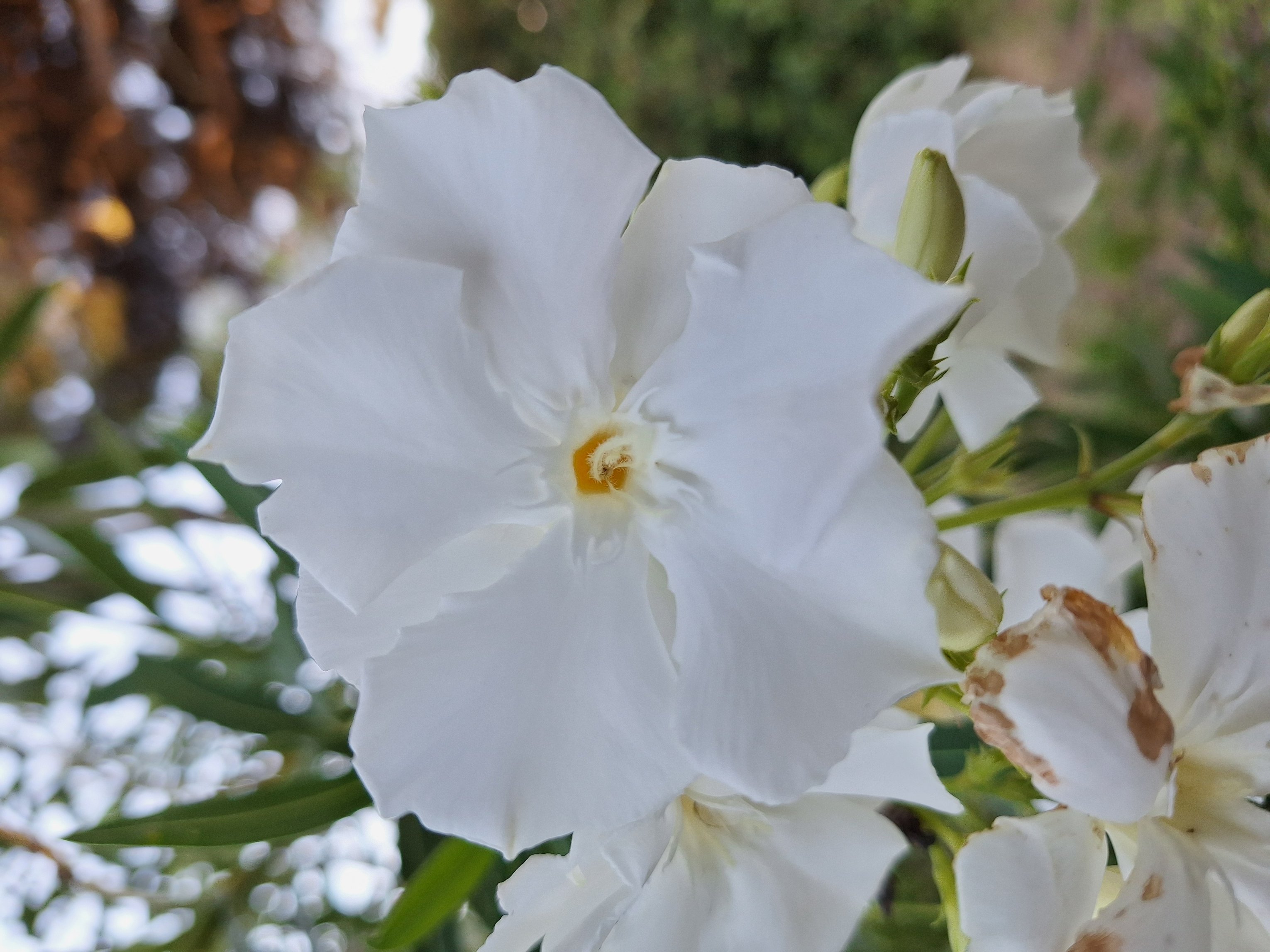 Blume