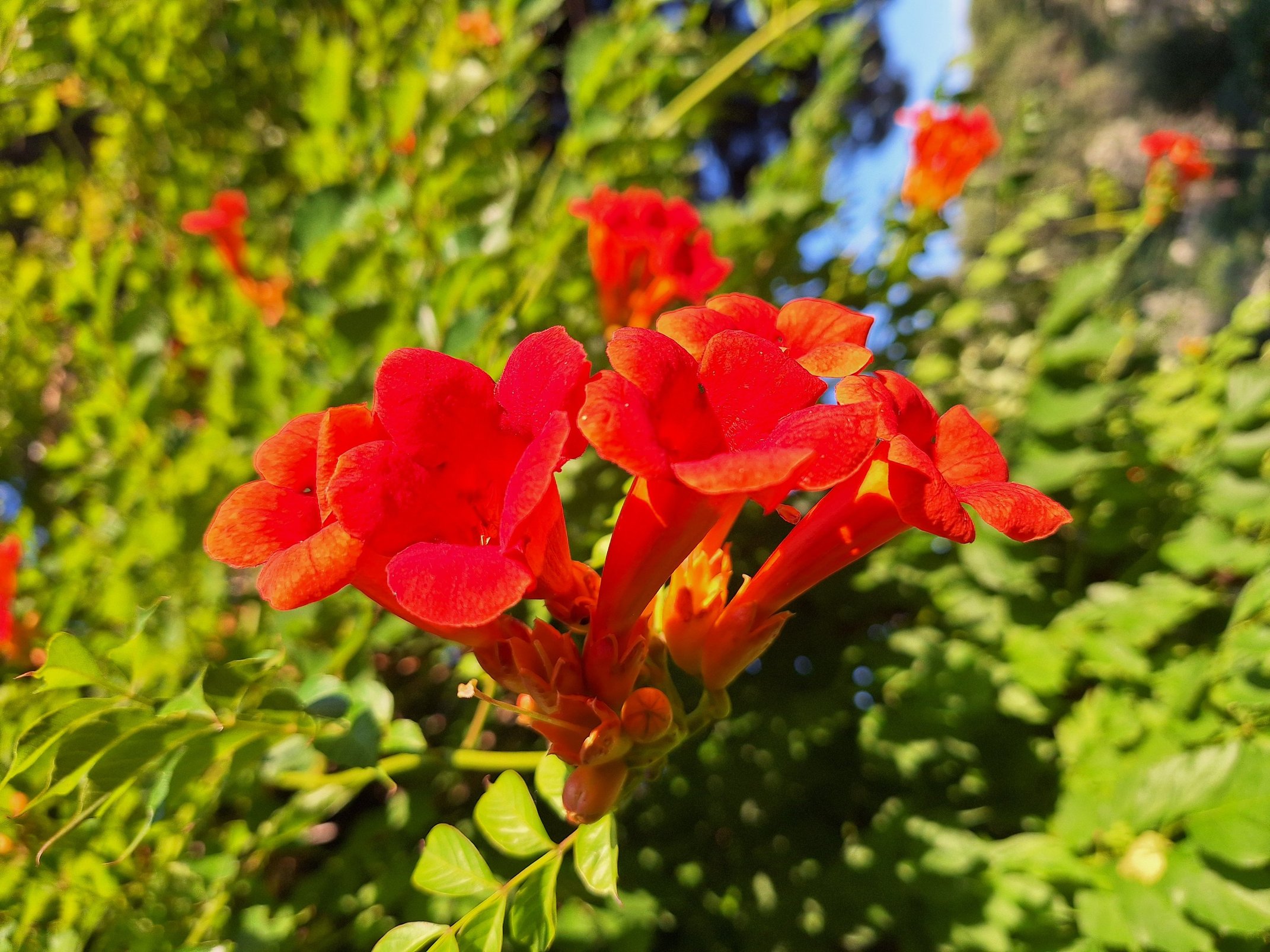 Blume