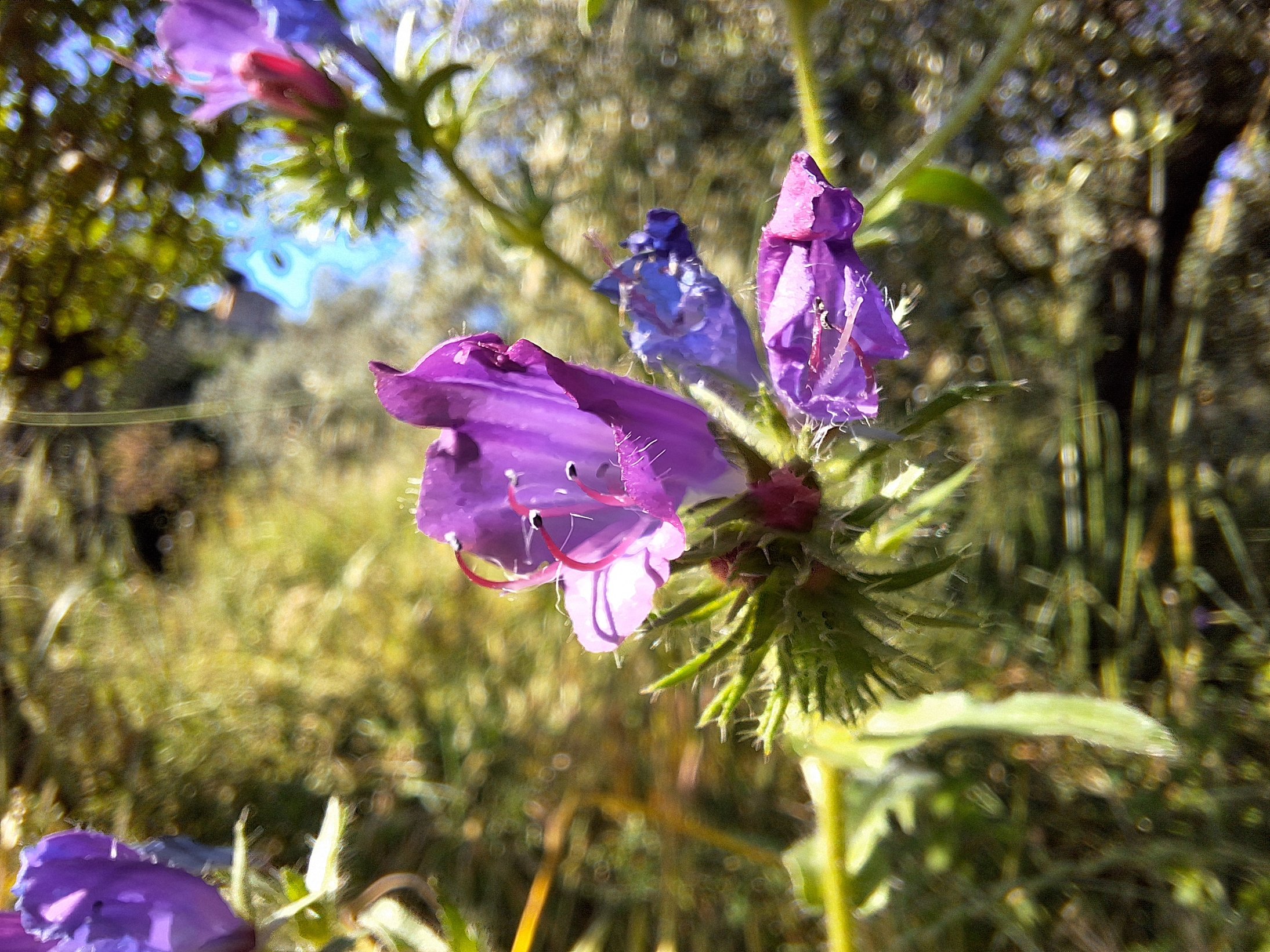 Blume